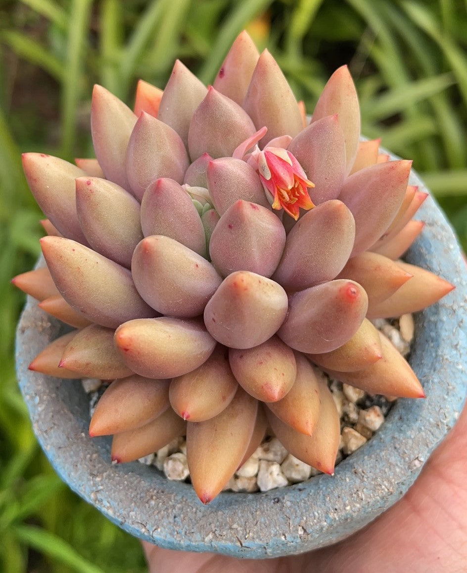 Pachyveria red angel's finger