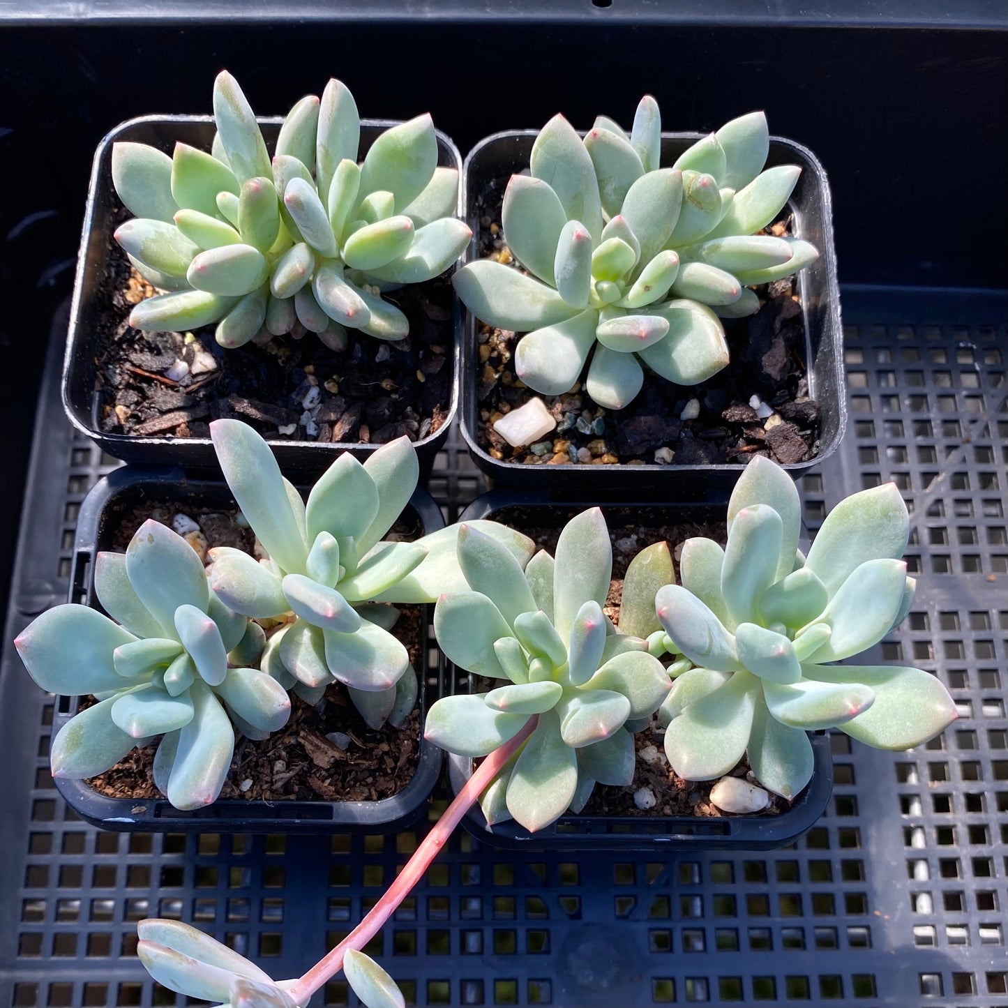 Pachyveria vigro
