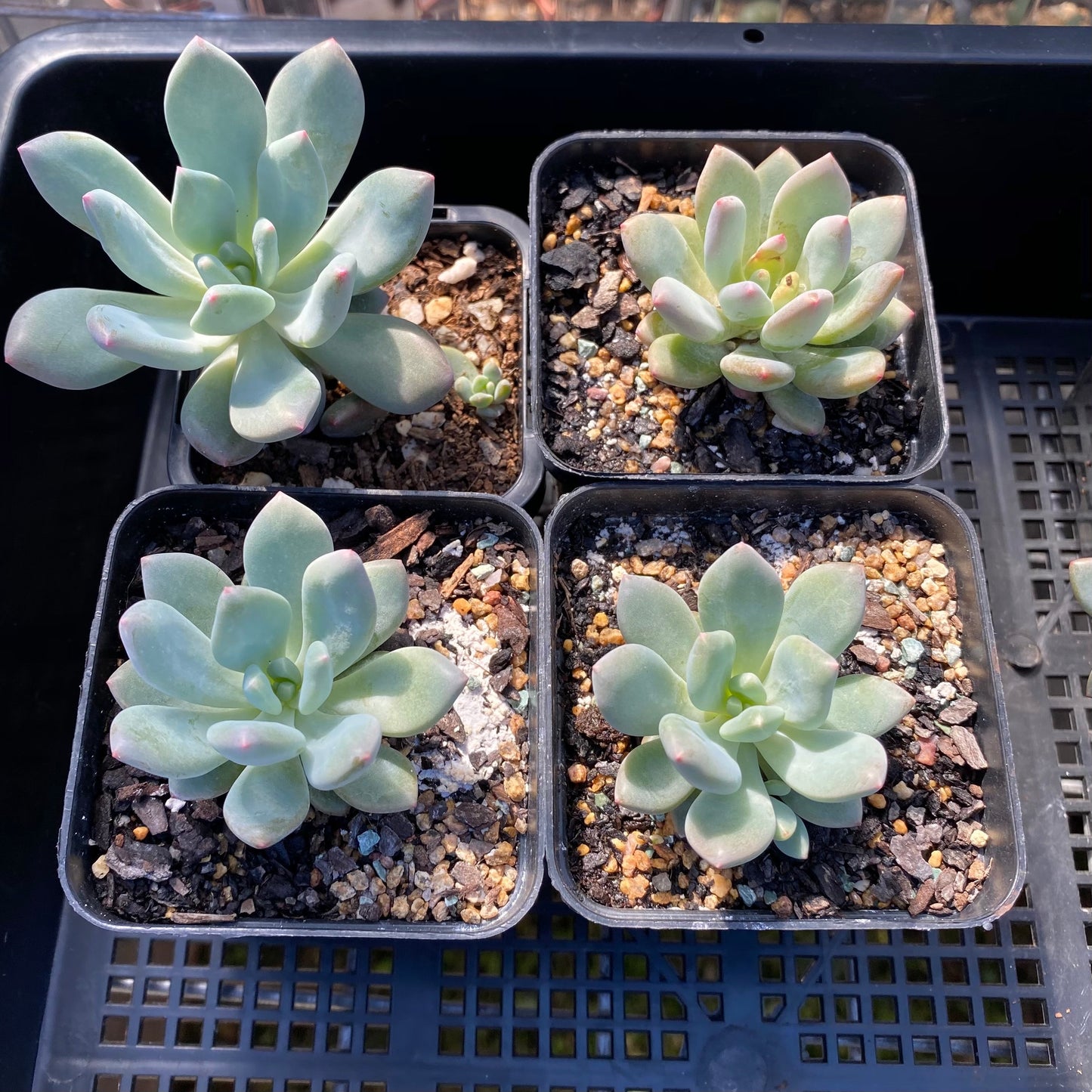 Pachyveria vigro
