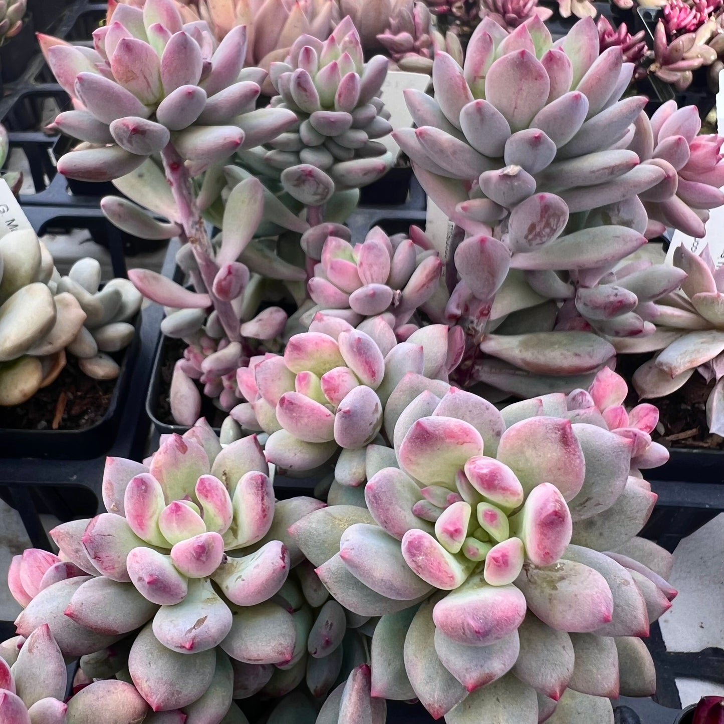 Pachyveria Vigro monstrose