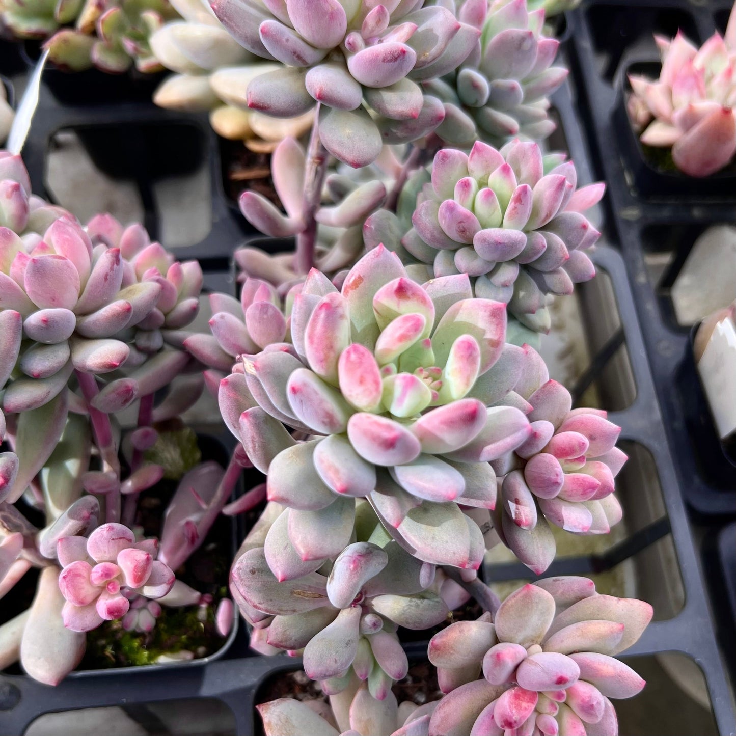Pachyveria Vigro monstrose