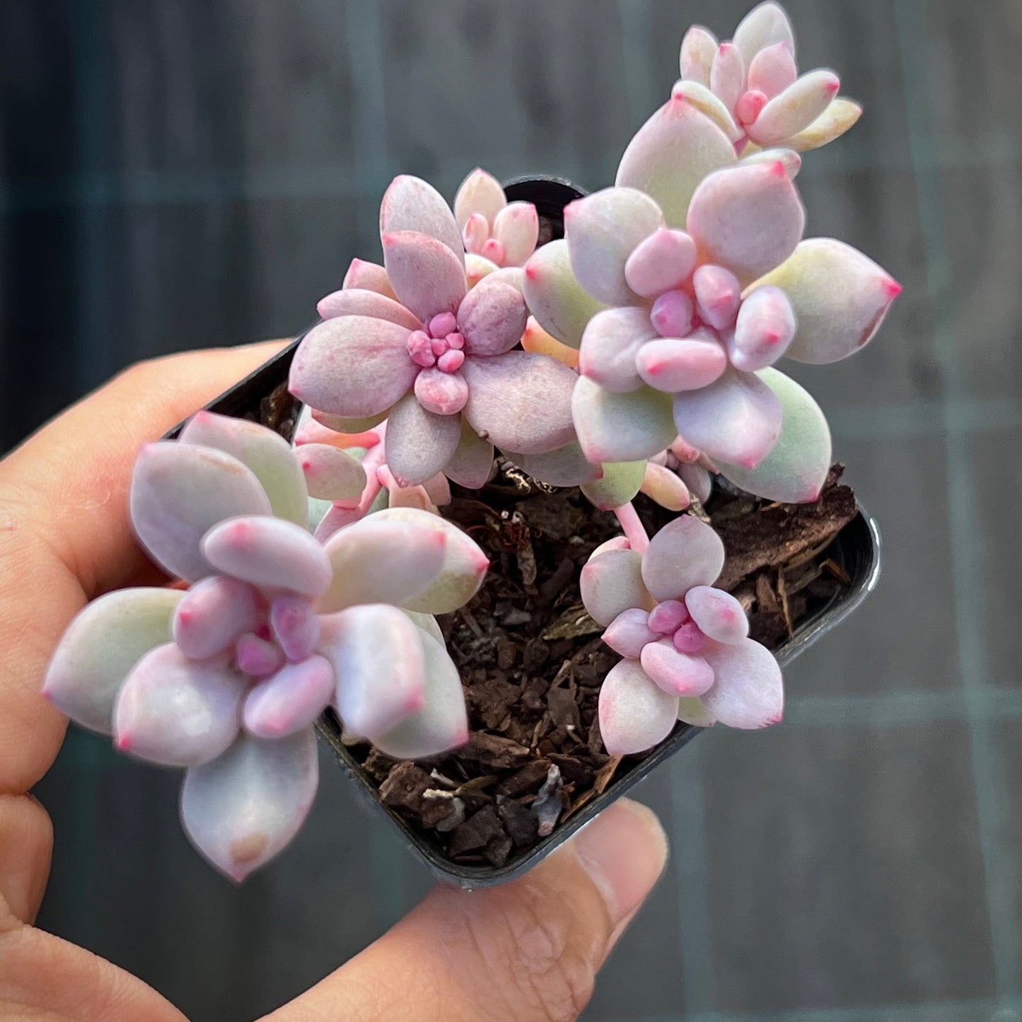 Pachyveria Vigro monstrose