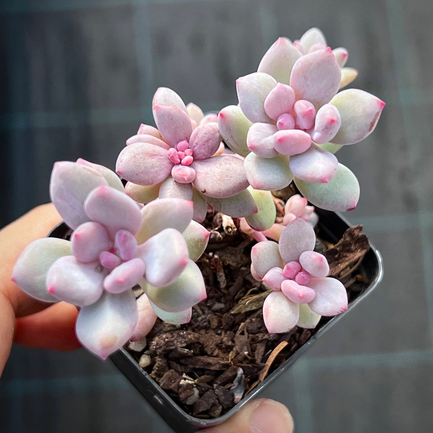 Pachyveria Vigro monstrose