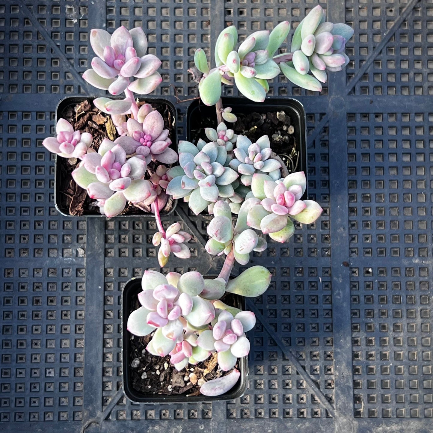Pachyveria Vigro monstrose