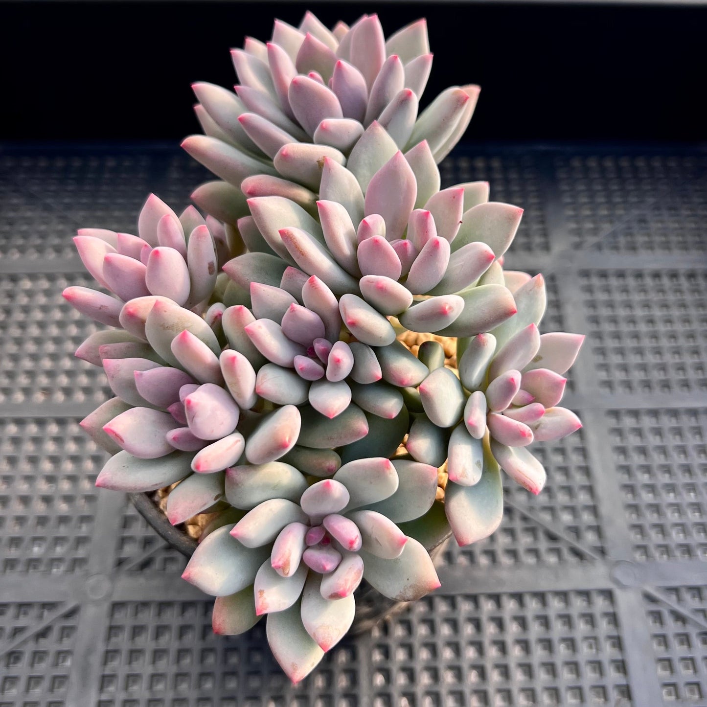 Pachyveria vigro