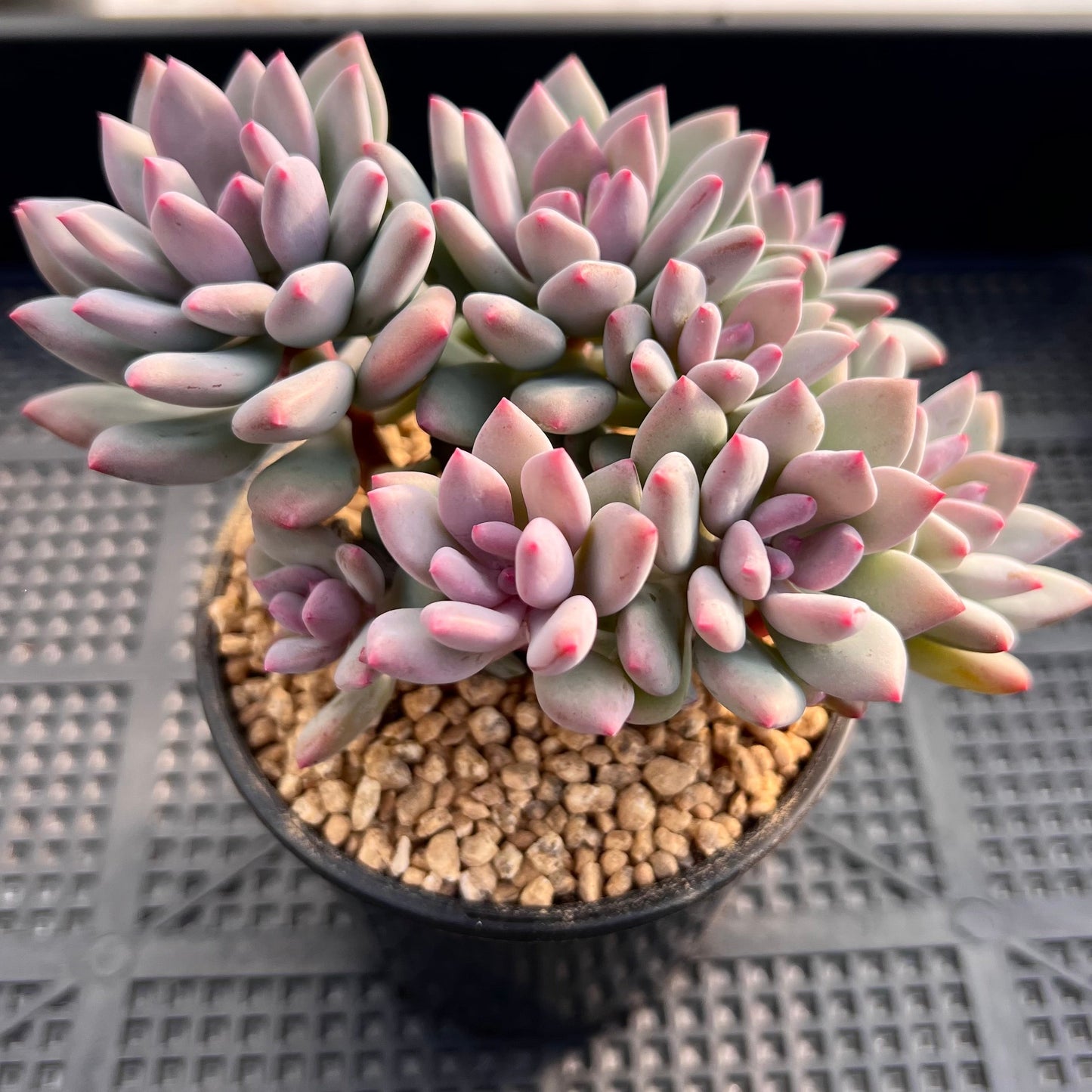Pachyveria vigro