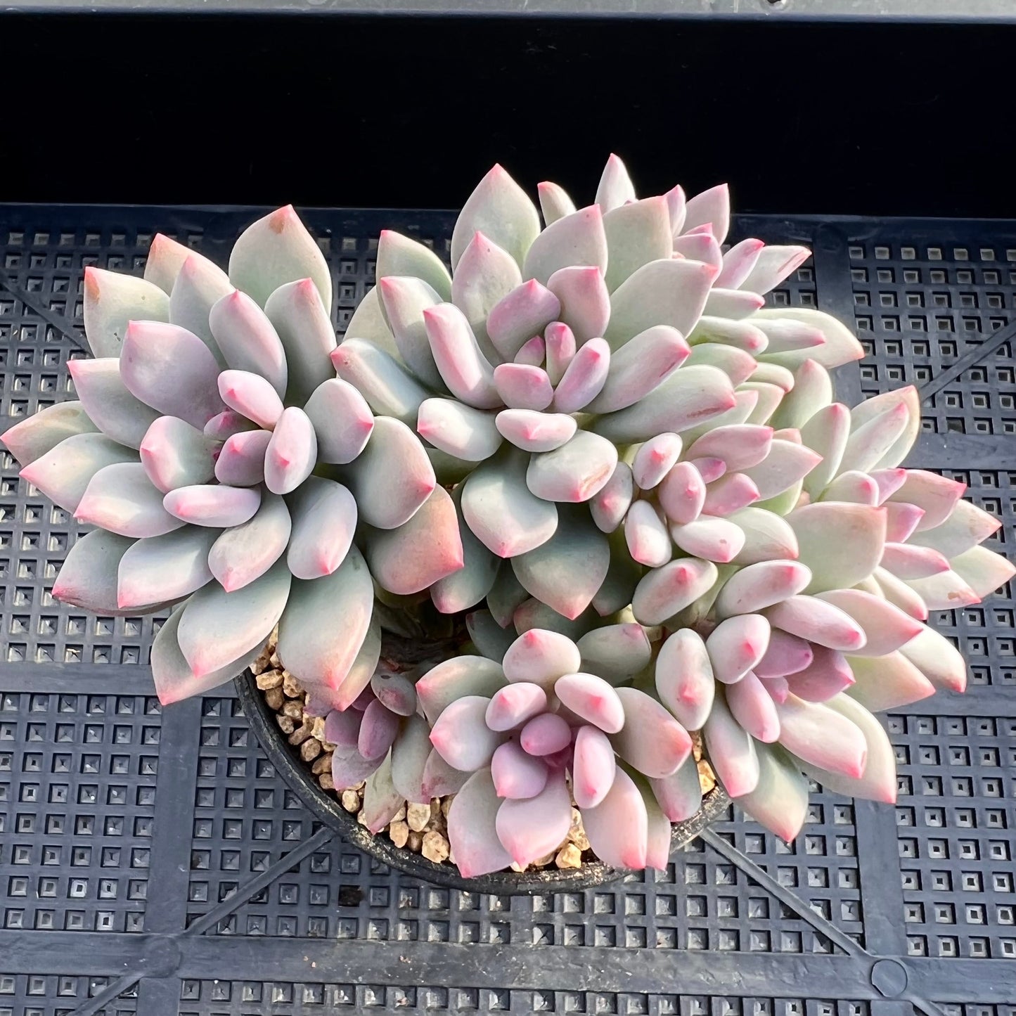 Pachyveria vigro