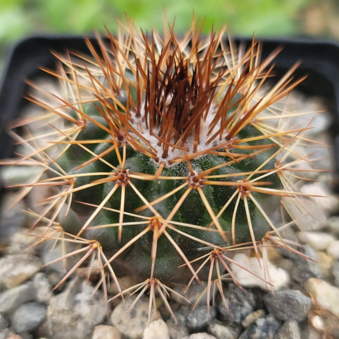 Parodia herteri