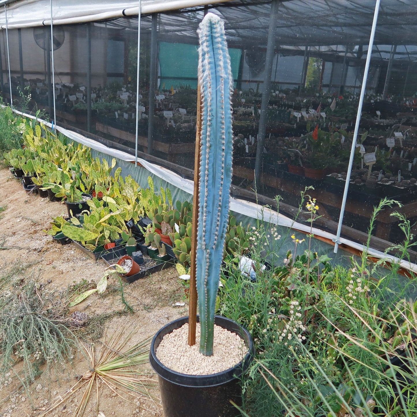 Blue Torch Cactus 'Pilosocereus pachycladus'