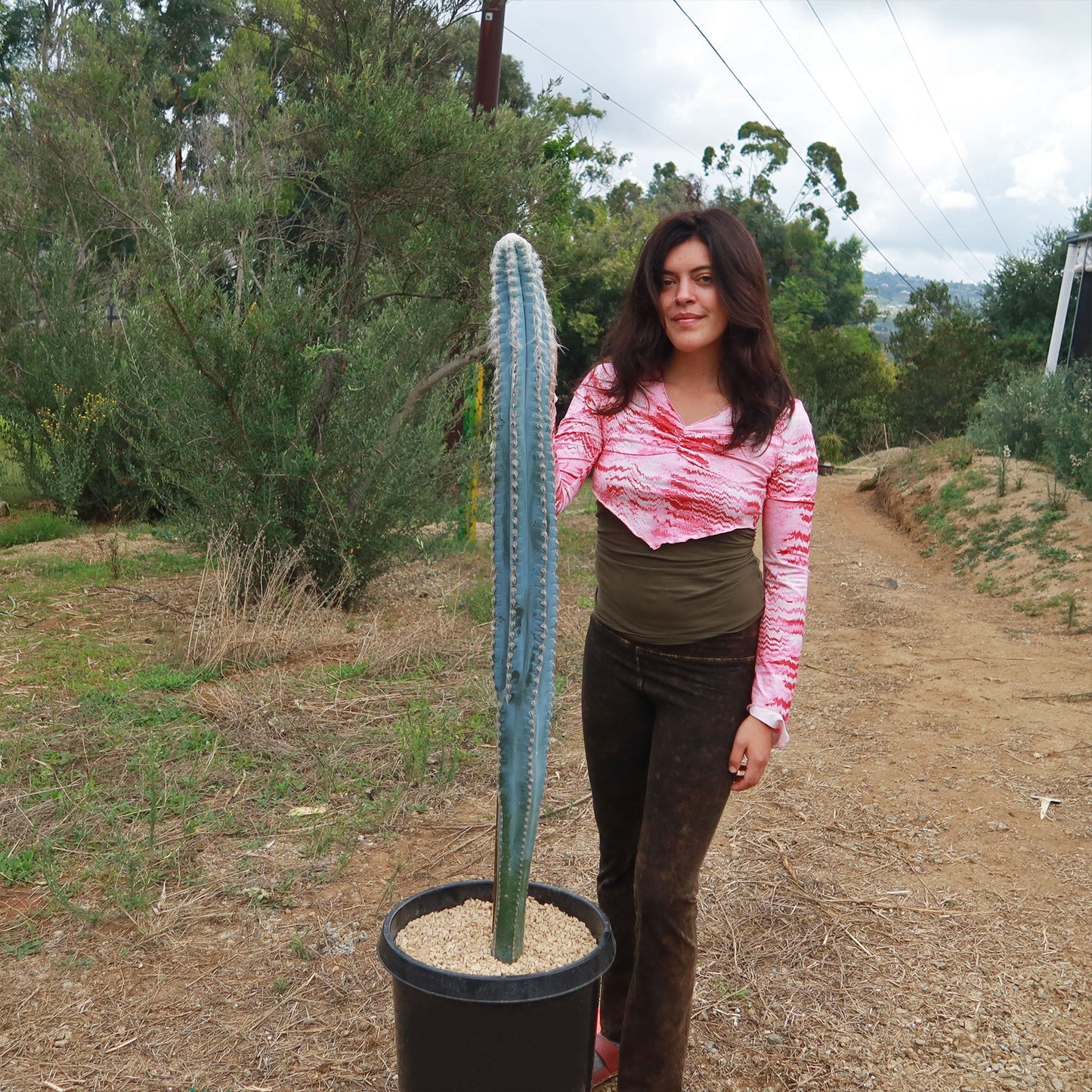Blue Torch Cactus 'Pilosocereus pachycladus'