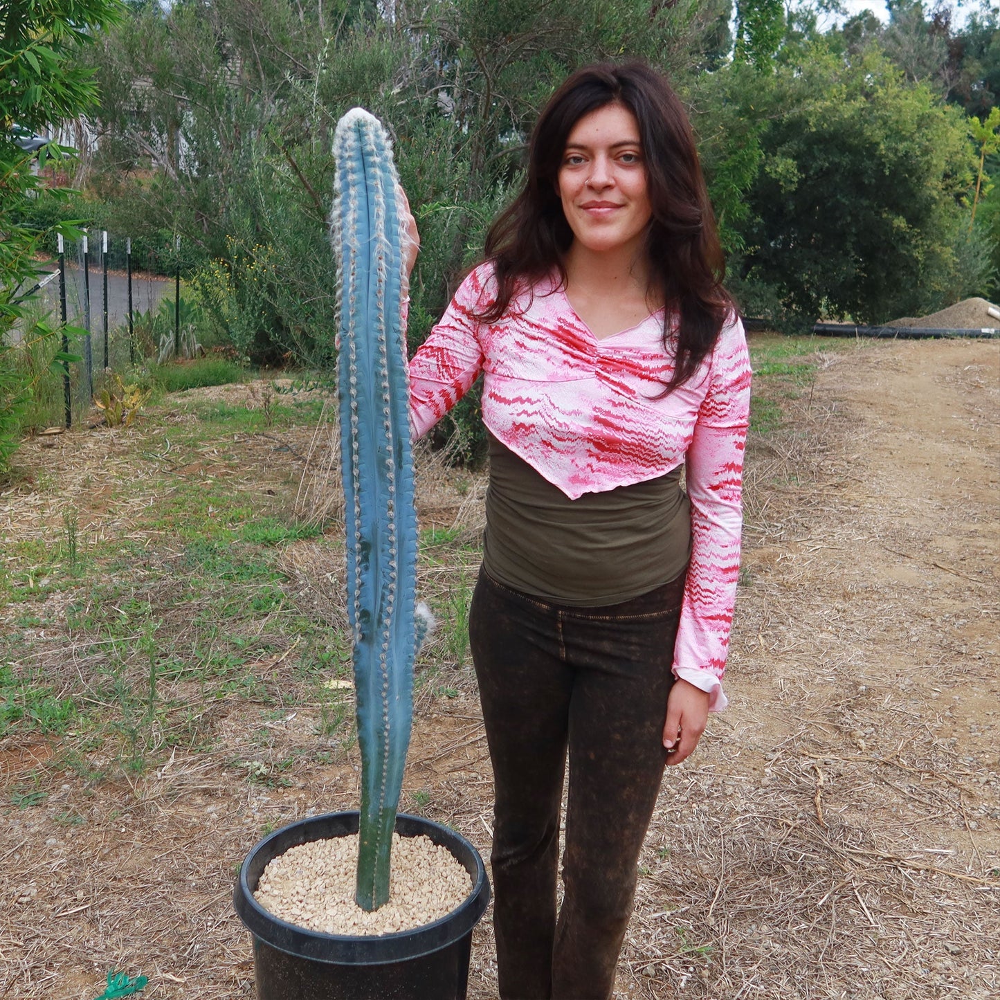 Blue Torch Cactus 'Pilosocereus pachycladus'