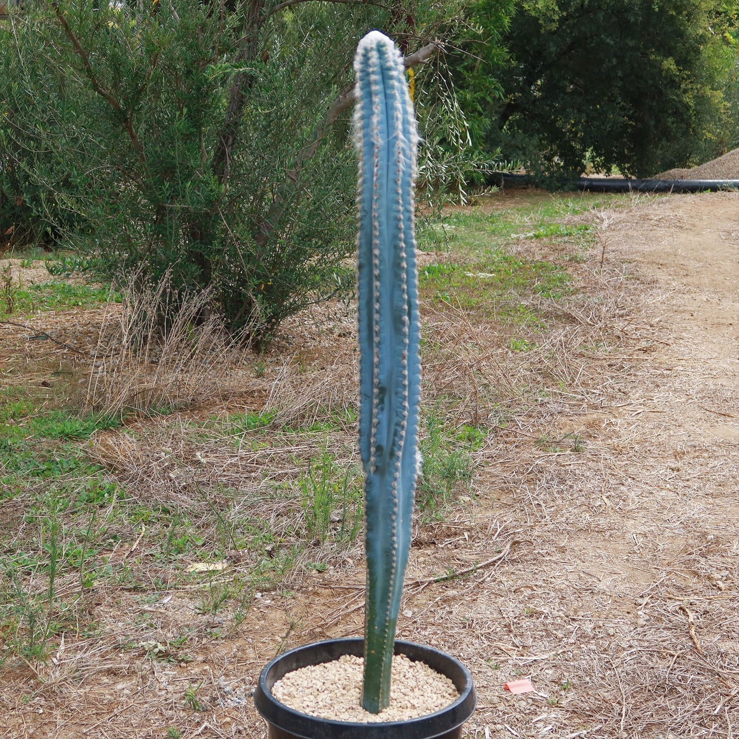 Blue Torch Cactus 'Pilosocereus pachycladus'
