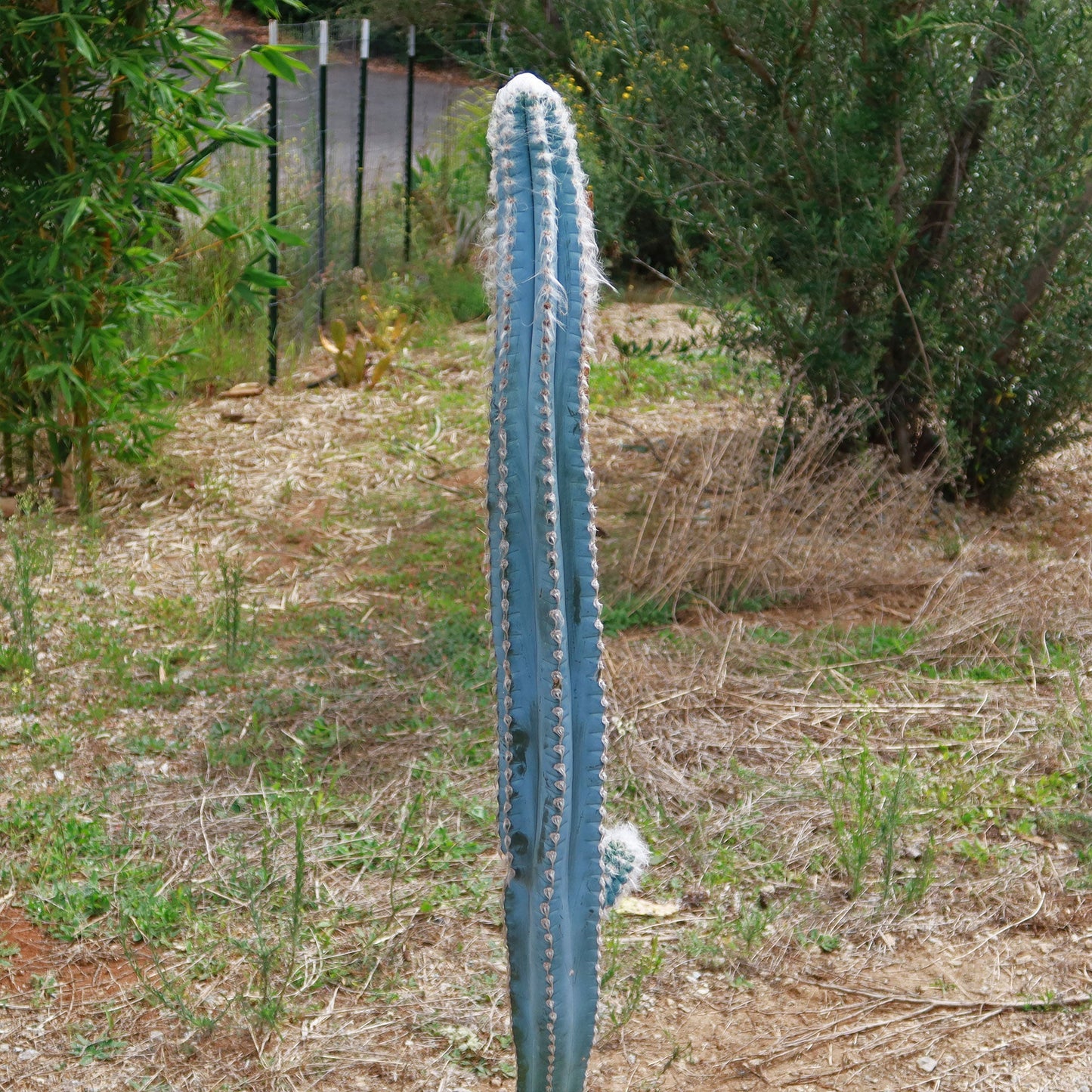 Blue Torch Cactus 'Pilosocereus pachycladus'