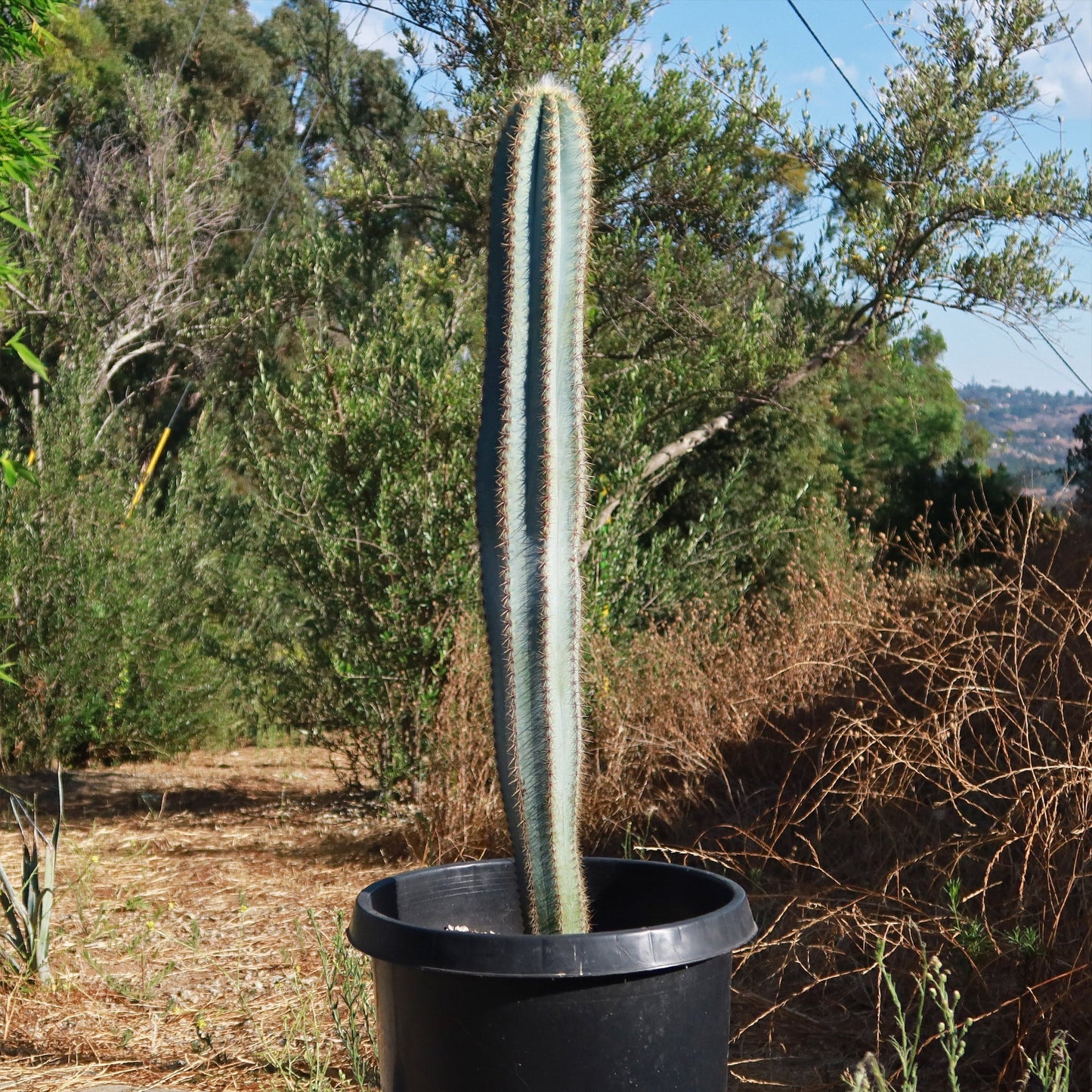 Brazilian Blue Cactus - Blue Columnar Cactus 'Pilosocereus azureus'