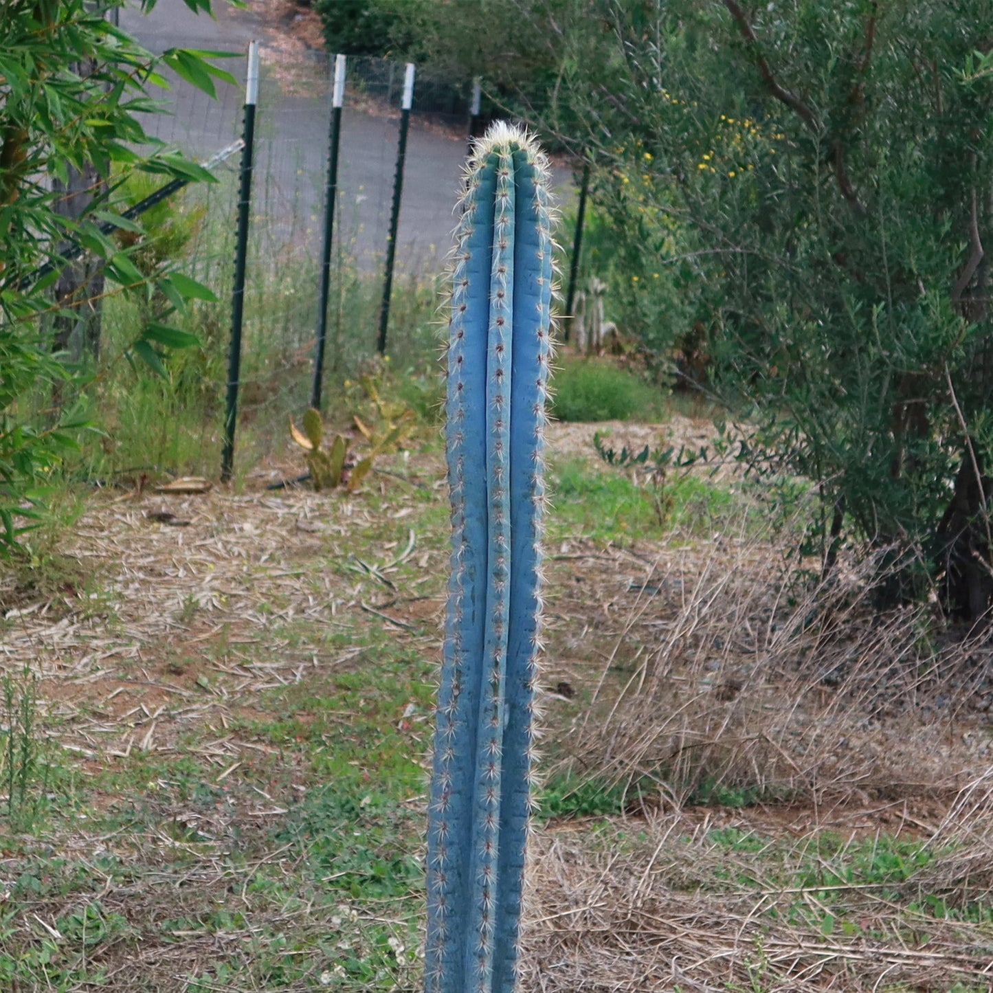 Brazilian Blue Cactus - Blue Columnar Cactus 'Pilosocereus azureus'