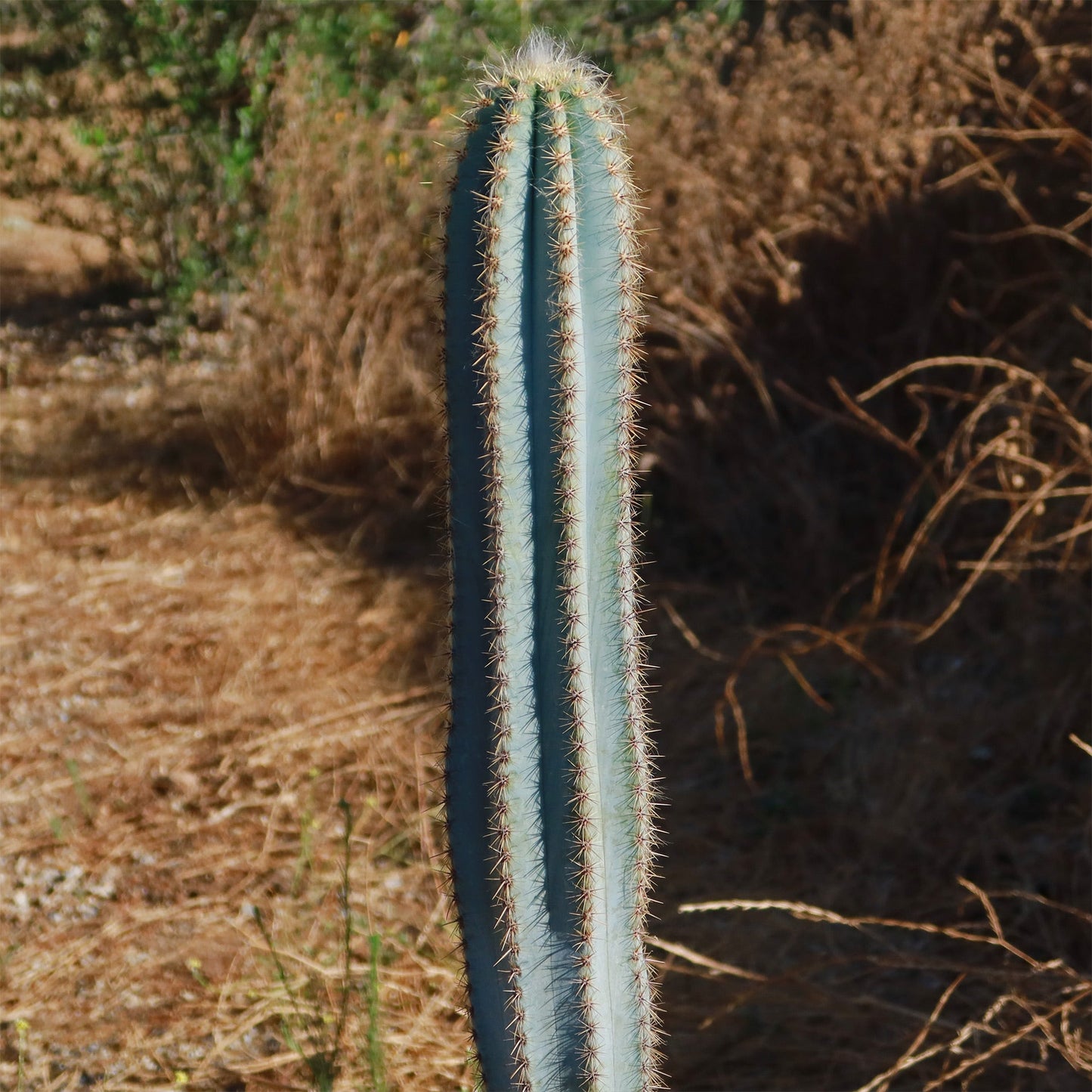 Brazilian Blue Cactus - Blue Columnar Cactus 'Pilosocereus azureus'