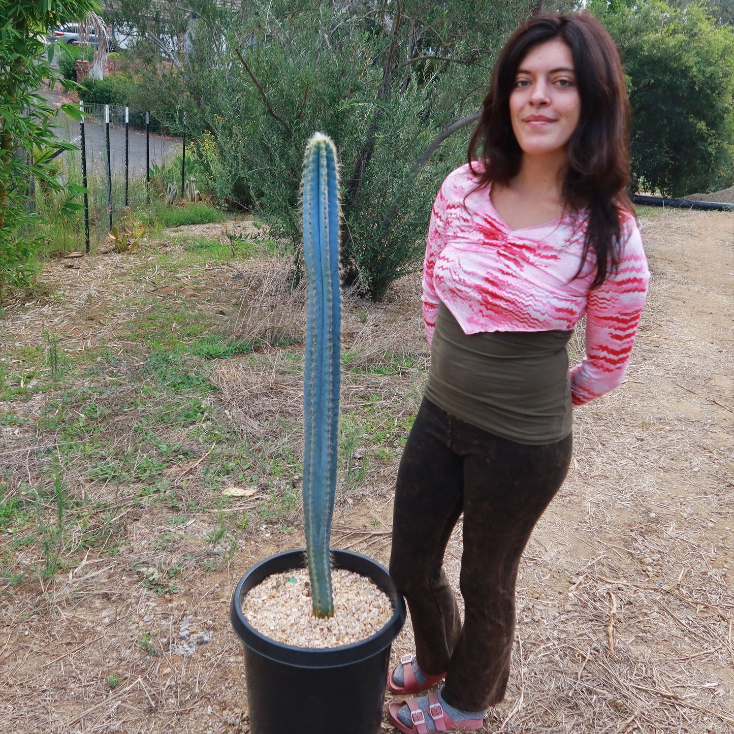 Brazilian Blue Cactus - Blue Columnar Cactus 'Pilosocereus azureus'