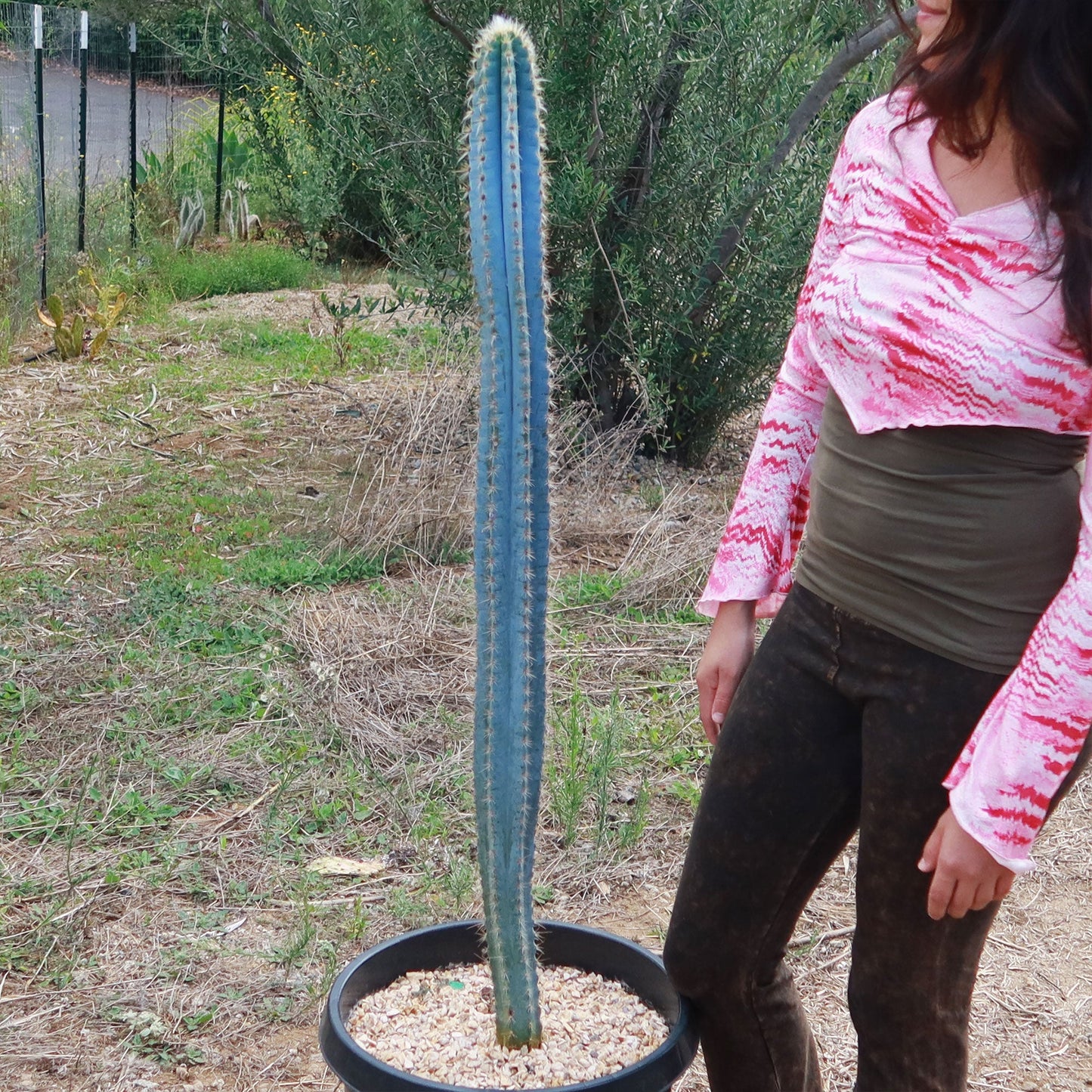 Brazilian Blue Cactus - Blue Columnar Cactus 'Pilosocereus azureus'