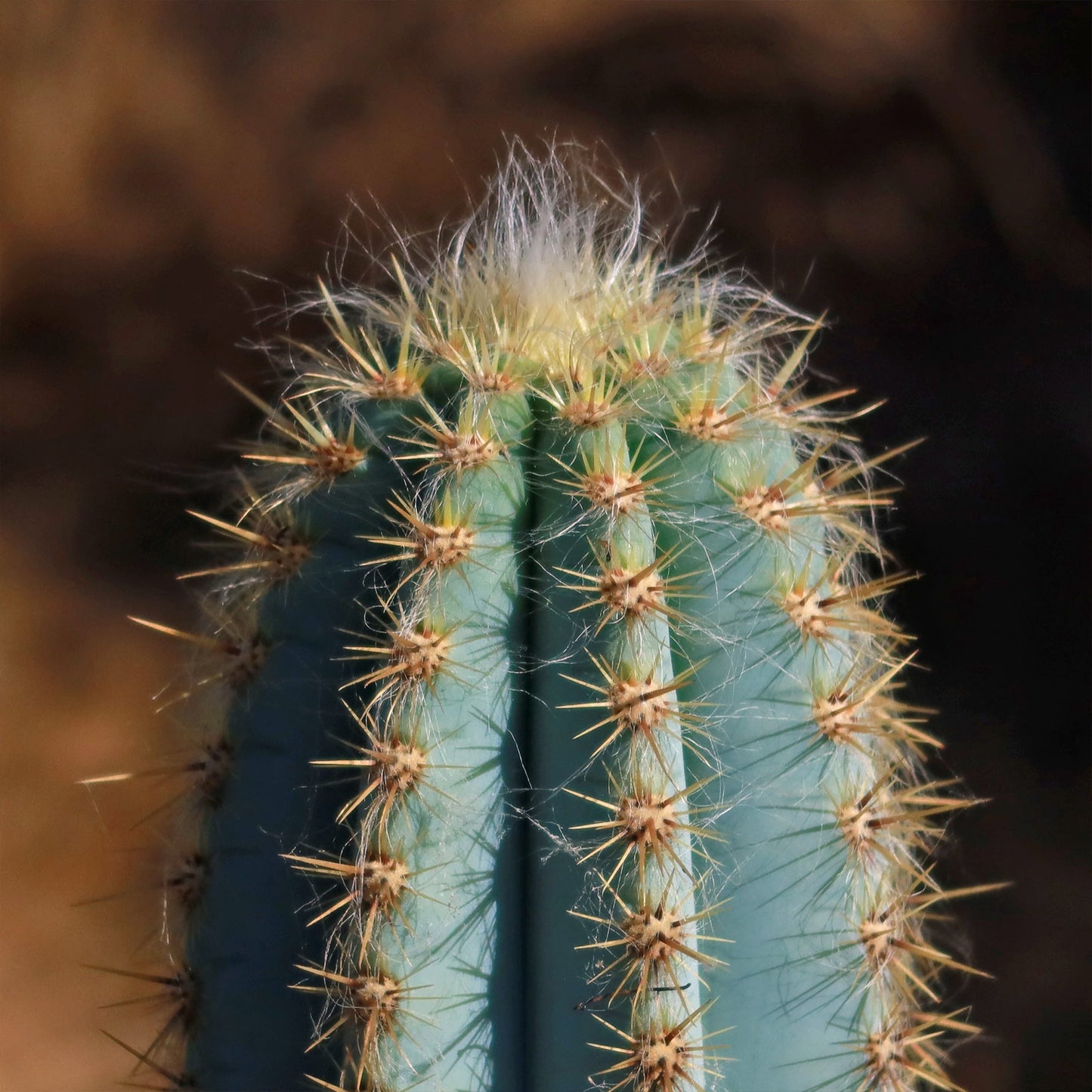 Brazilian Blue Cactus - Blue Columnar Cactus 'Pilosocereus azureus'