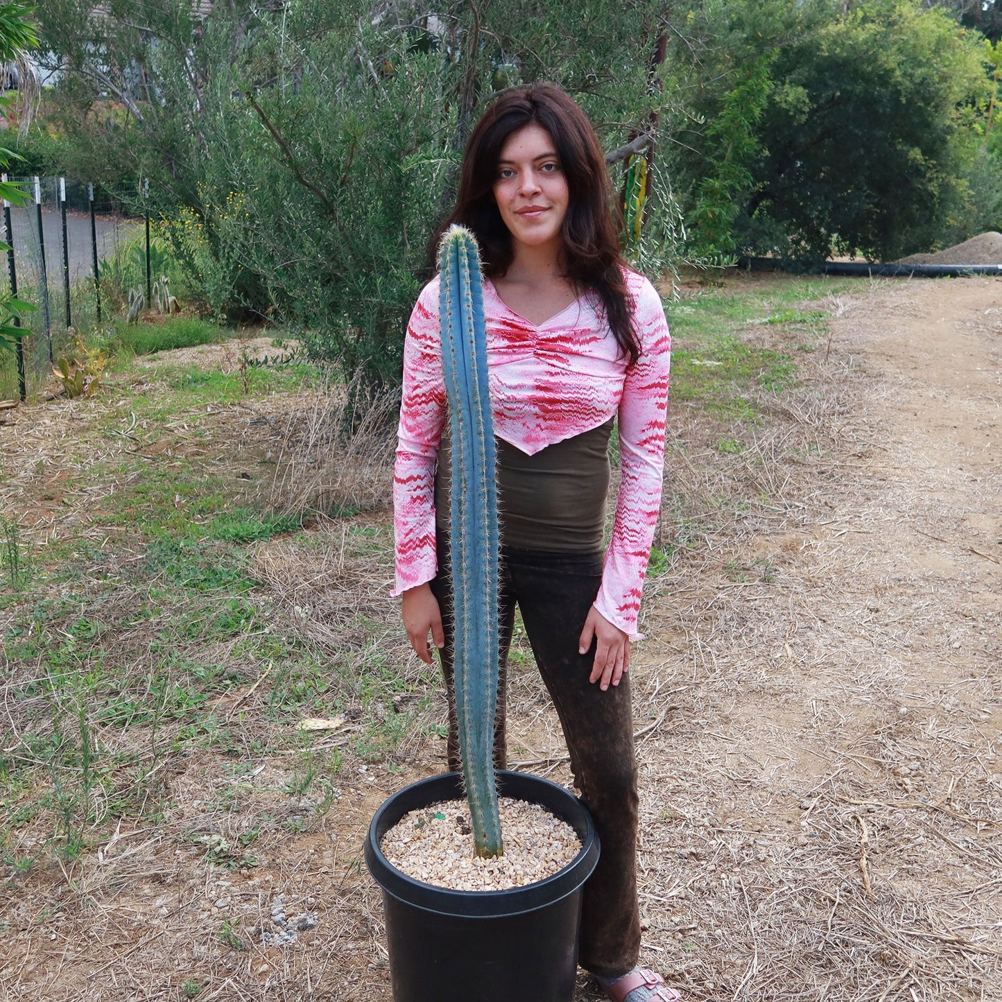 Brazilian Blue Cactus - Blue Columnar Cactus 'Pilosocereus azureus'