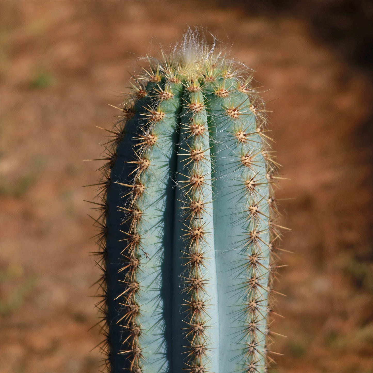 Brazilian Blue Cactus - Blue Columnar Cactus 'Pilosocereus azureus'