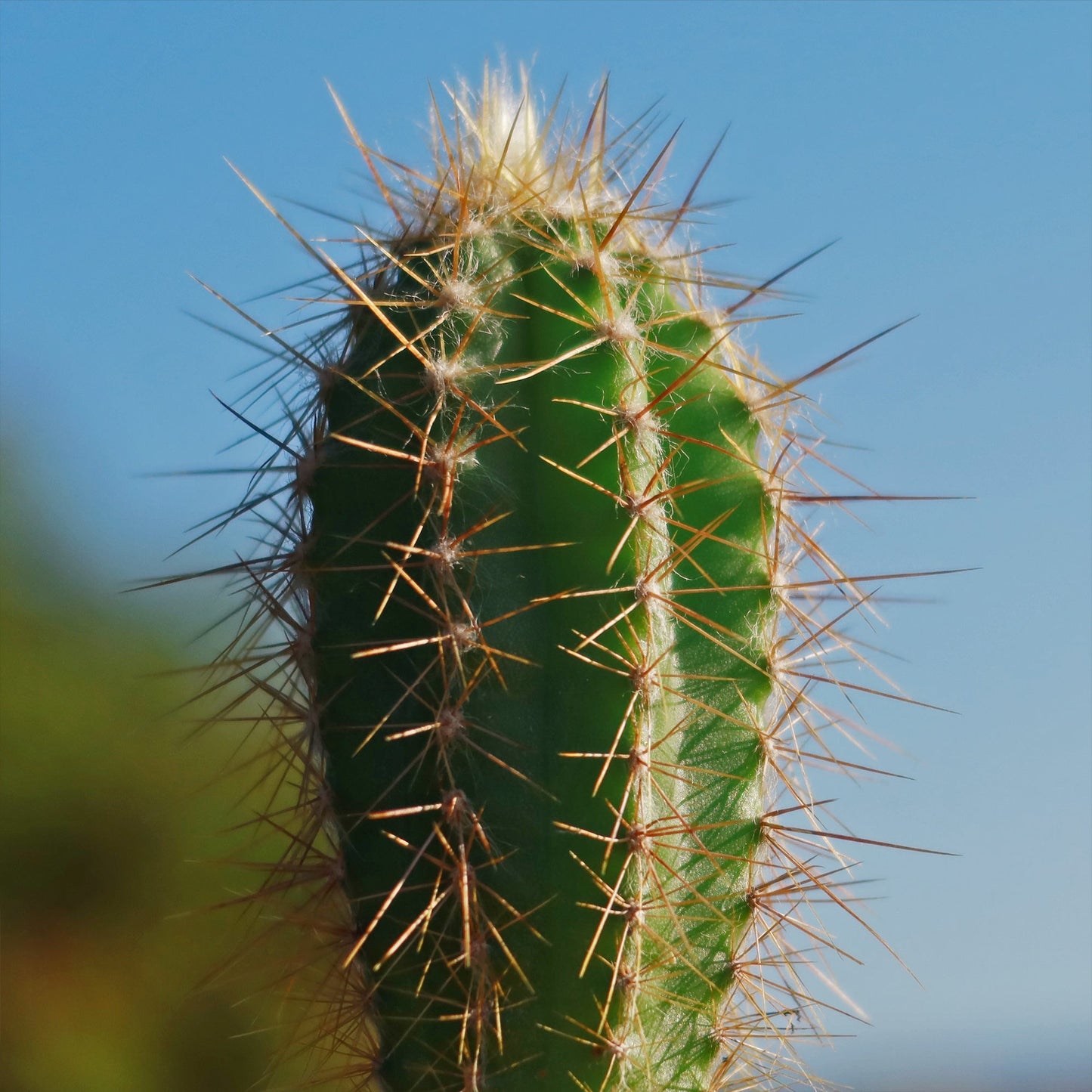 Pilosocereus Ulei