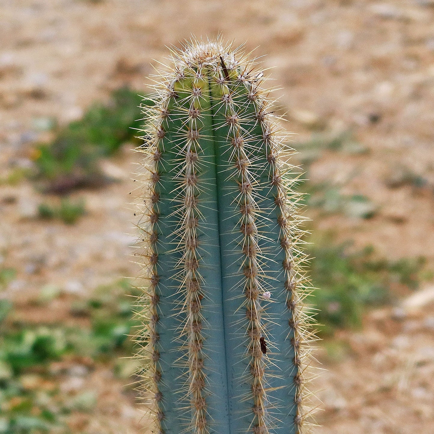 Brazilian Blue Cactus - Blue Columnar Cactus 'Pilosocereus azureus'
