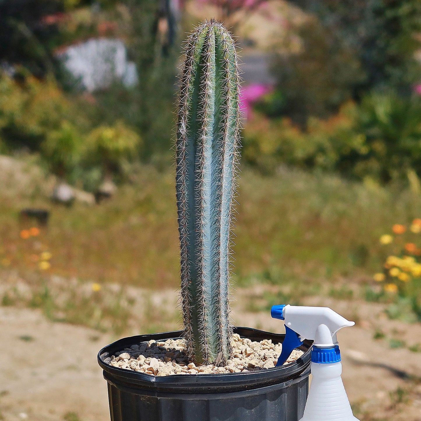 Brazilian Blue Cactus - Blue Columnar Cactus 'Pilosocereus azureus'
