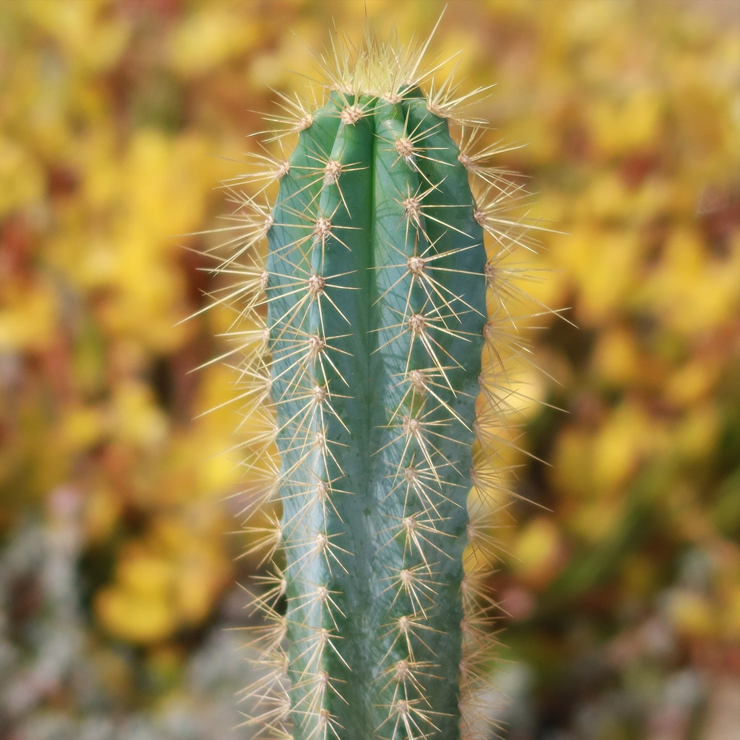 Brazilian Blue Cactus - Blue Columnar Cactus 'Pilosocereus azureus'