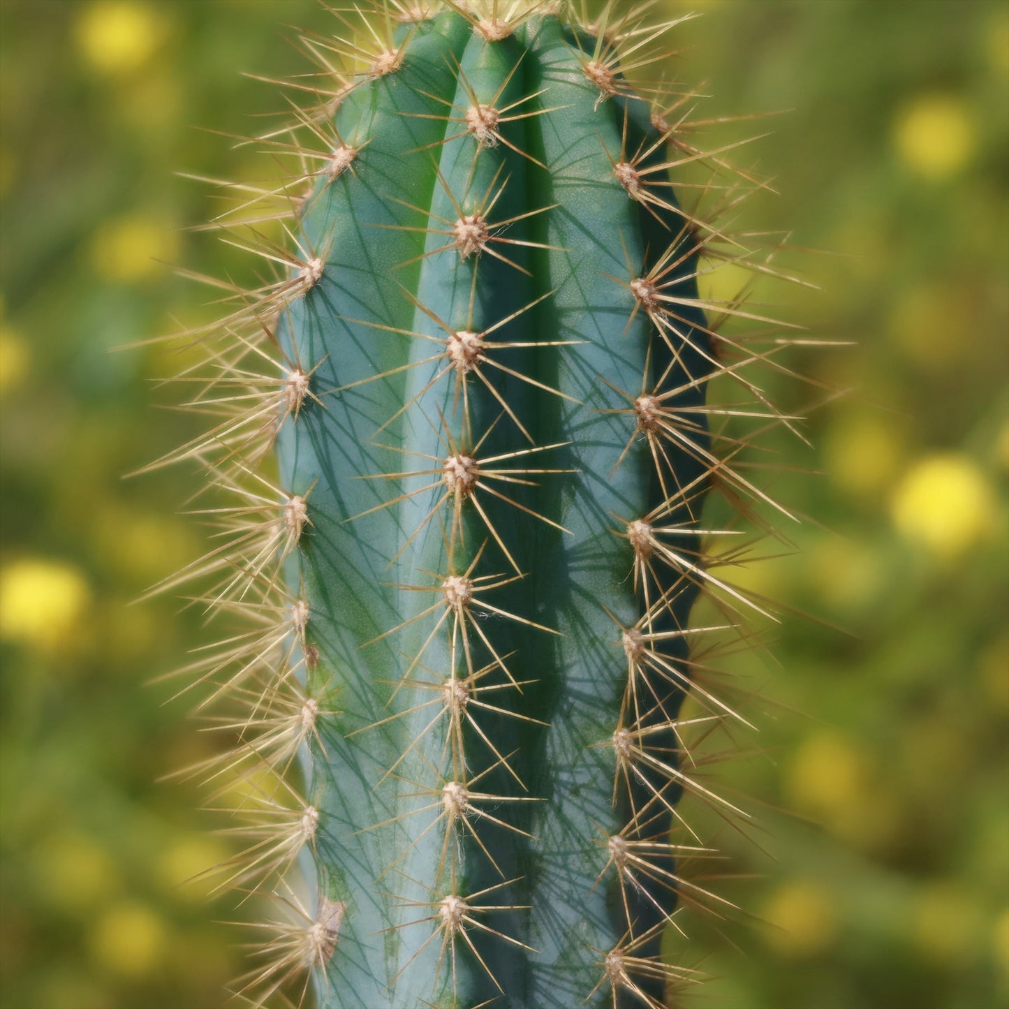 Brazilian Blue Cactus - Blue Columnar Cactus 'Pilosocereus azureus'