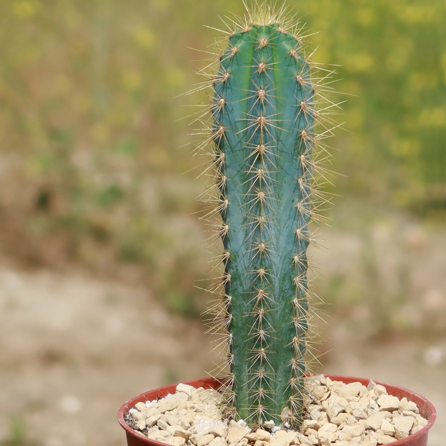 Brazilian Blue Cactus - Blue Columnar Cactus 'Pilosocereus azureus'