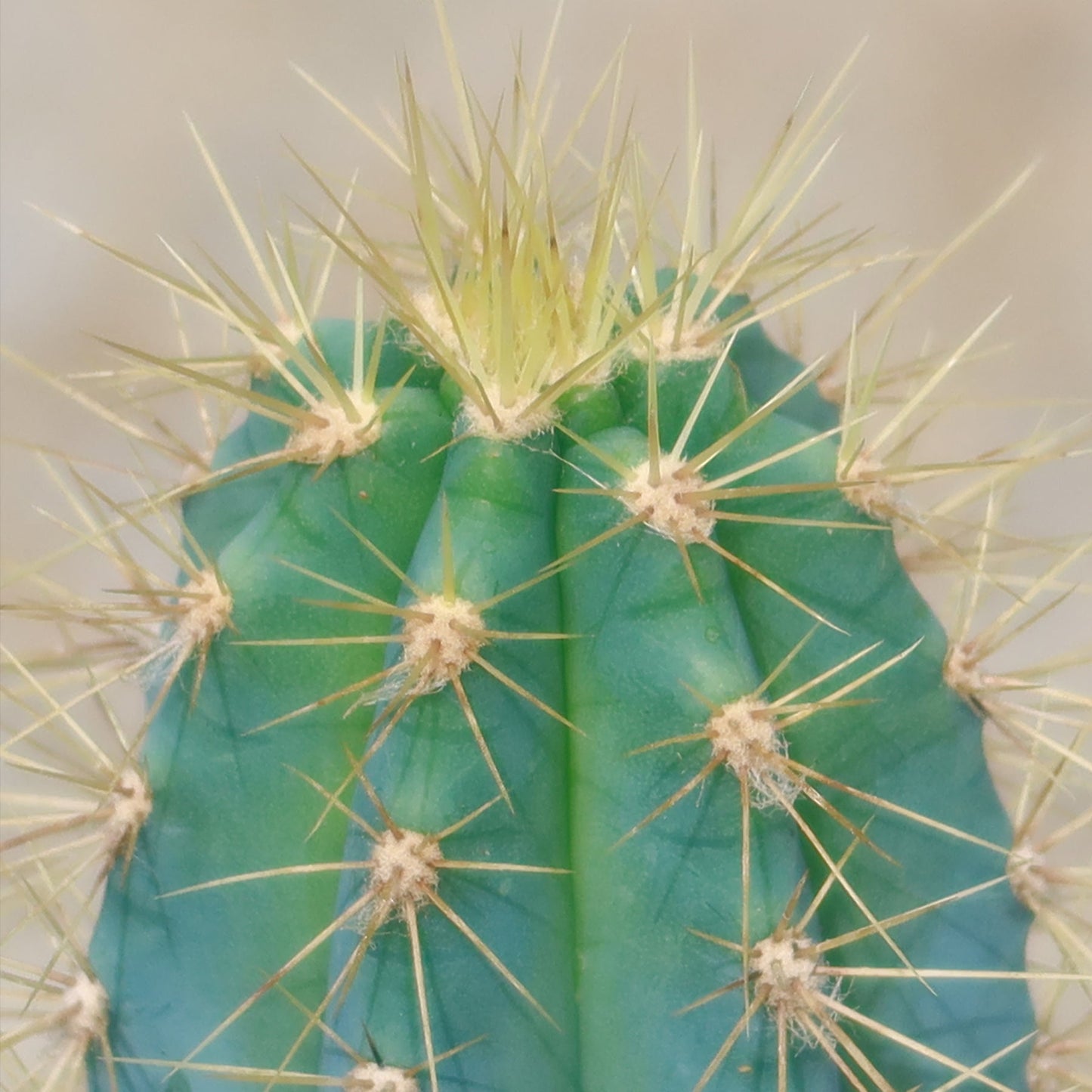 Brazilian Blue Cactus - Blue Columnar Cactus 'Pilosocereus azureus'