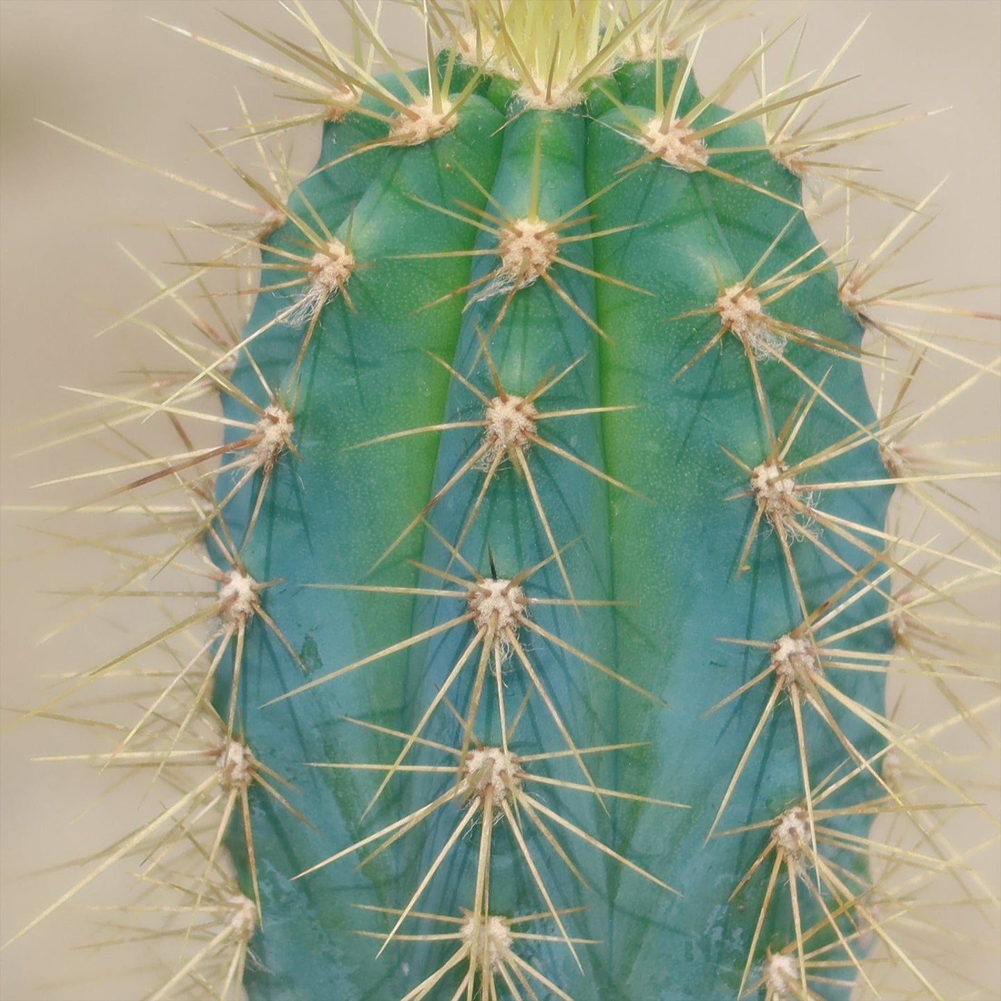Brazilian Blue Cactus - Blue Columnar Cactus 'Pilosocereus azureus'