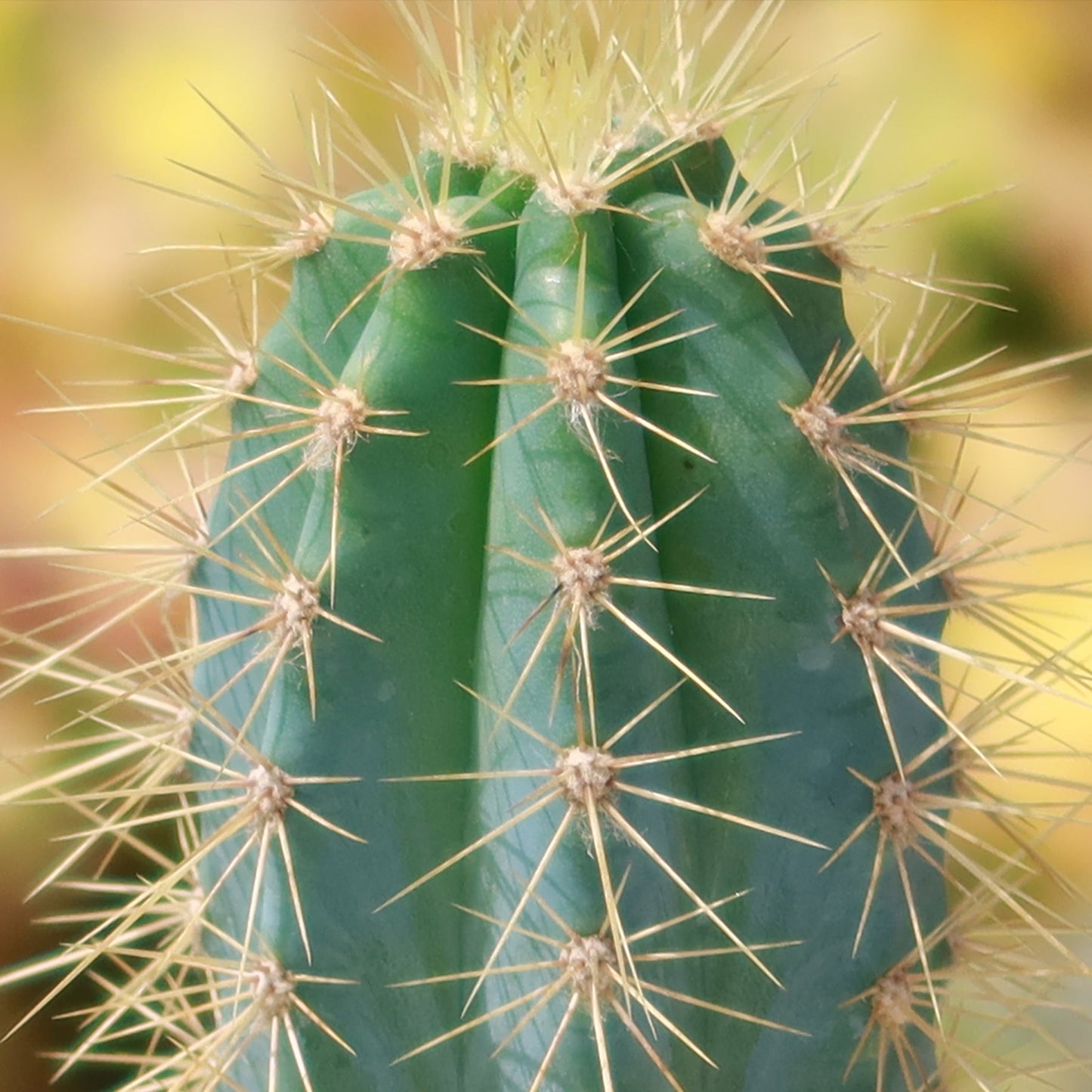 Brazilian Blue Cactus - Blue Columnar Cactus 'Pilosocereus azureus'