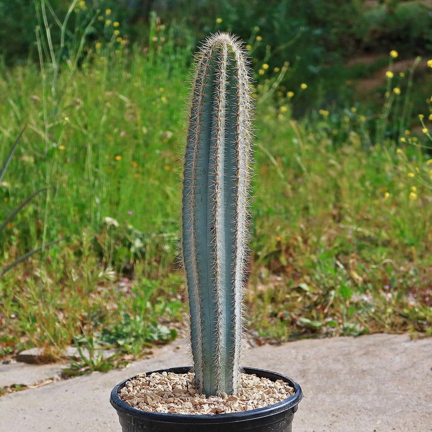 Brazilian Blue Cactus - Blue Columnar Cactus 'Pilosocereus azureus'