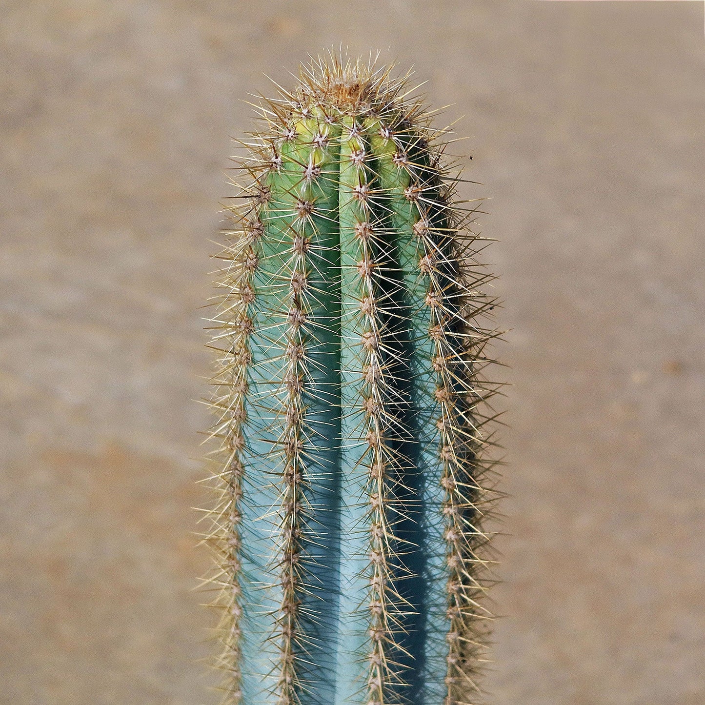 Brazilian Blue Cactus - Blue Columnar Cactus 'Pilosocereus azureus'