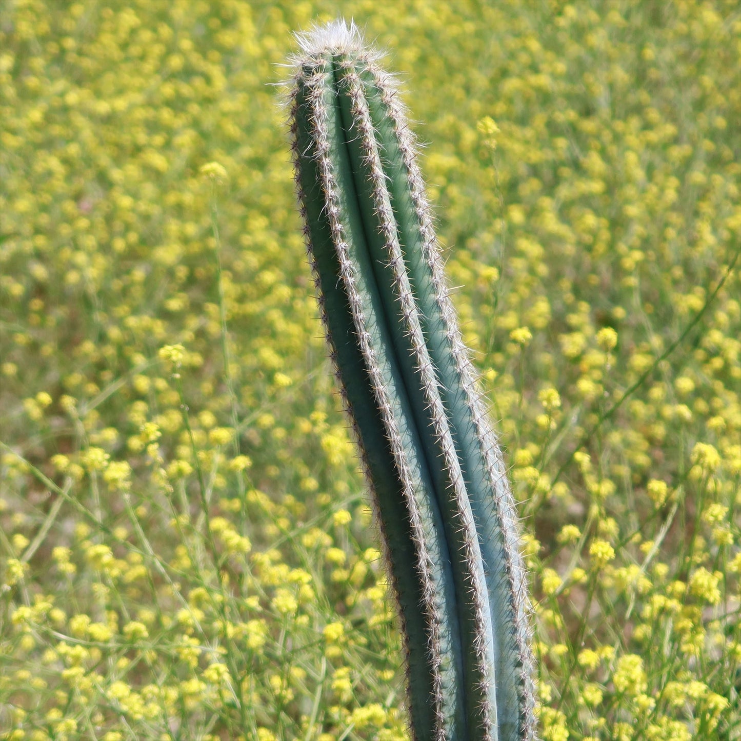 Brazilian Blue Cactus - Blue Columnar Cactus 'Pilosocereus azureus'
