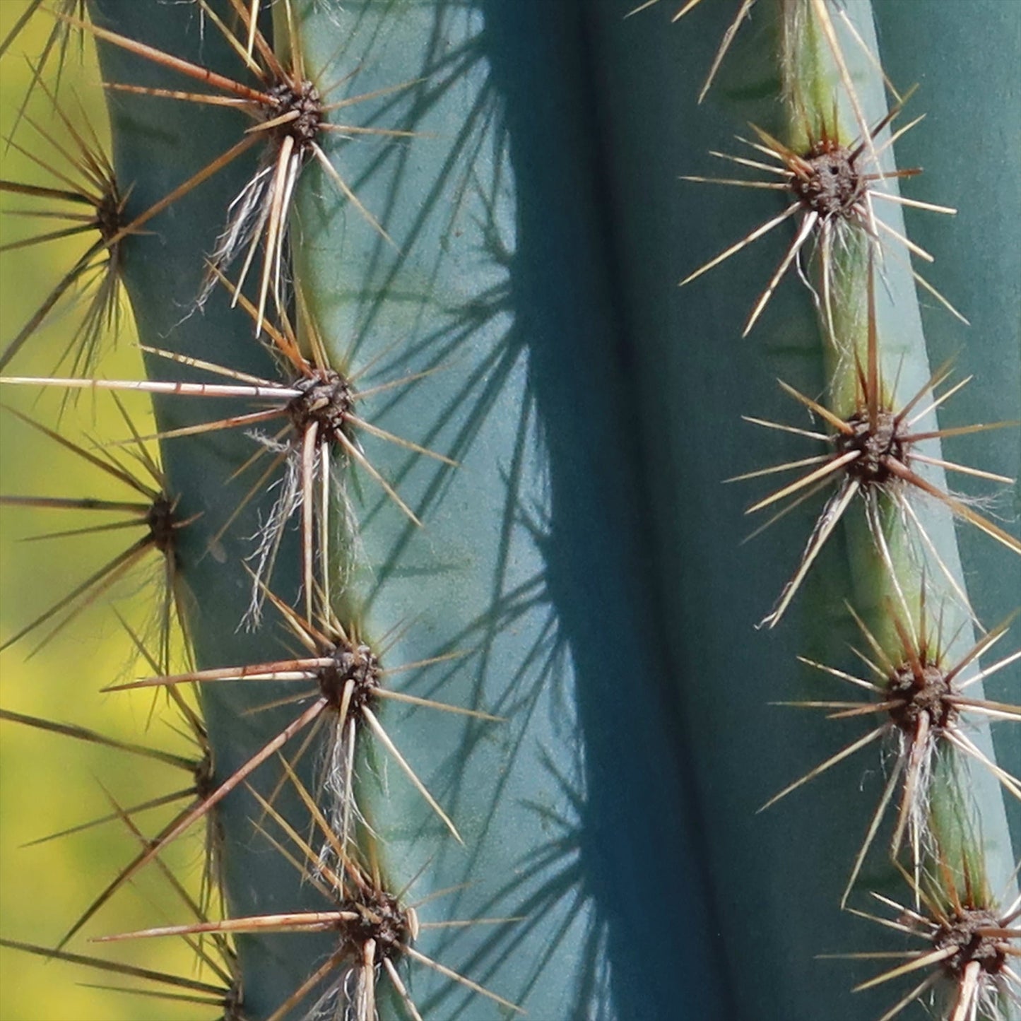 Brazilian Blue Cactus - Blue Columnar Cactus 'Pilosocereus azureus'