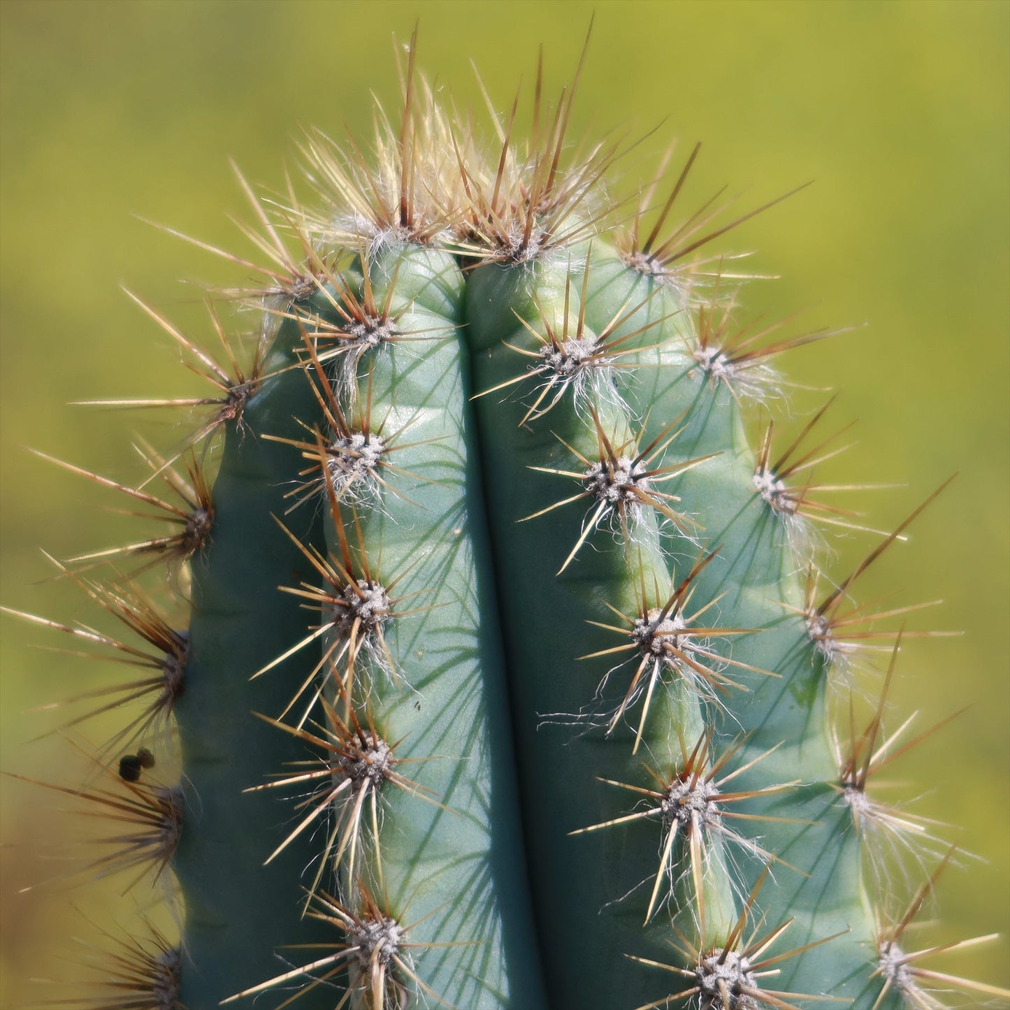 Brazilian Blue Cactus - Blue Columnar Cactus 'Pilosocereus azureus'