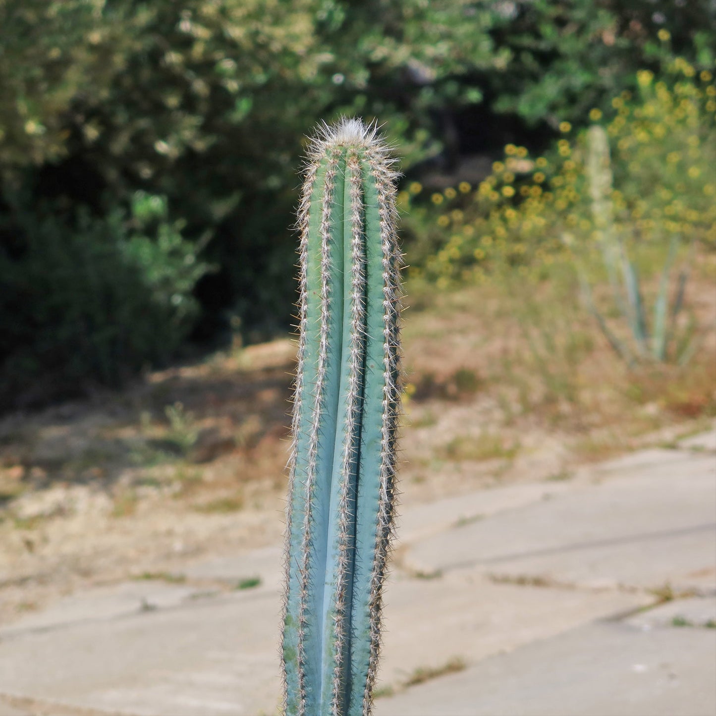 Brazilian Blue Cactus - Blue Columnar Cactus 'Pilosocereus azureus'