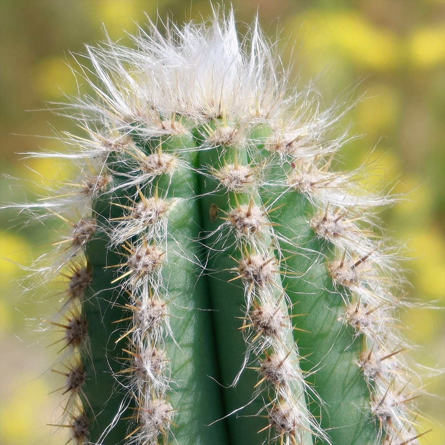 Brazilian Blue Cactus - Blue Columnar Cactus 'Pilosocereus azureus'