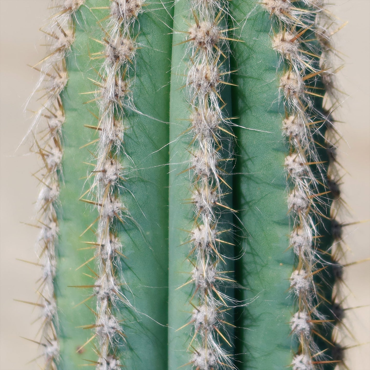 Brazilian Blue Cactus - Blue Columnar Cactus 'Pilosocereus azureus'