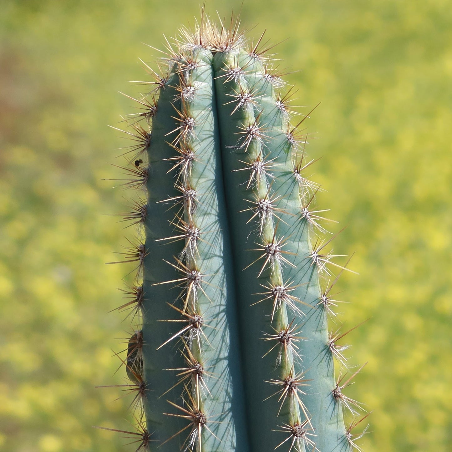 Brazilian Blue Cactus - Blue Columnar Cactus 'Pilosocereus azureus'