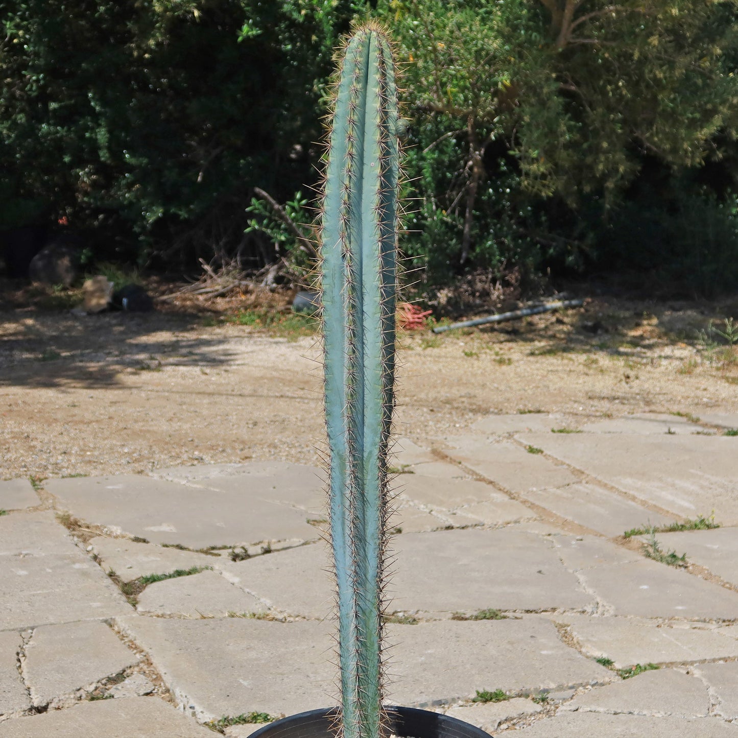 Brazilian Blue Cactus - Blue Columnar Cactus 'Pilosocereus azureus'