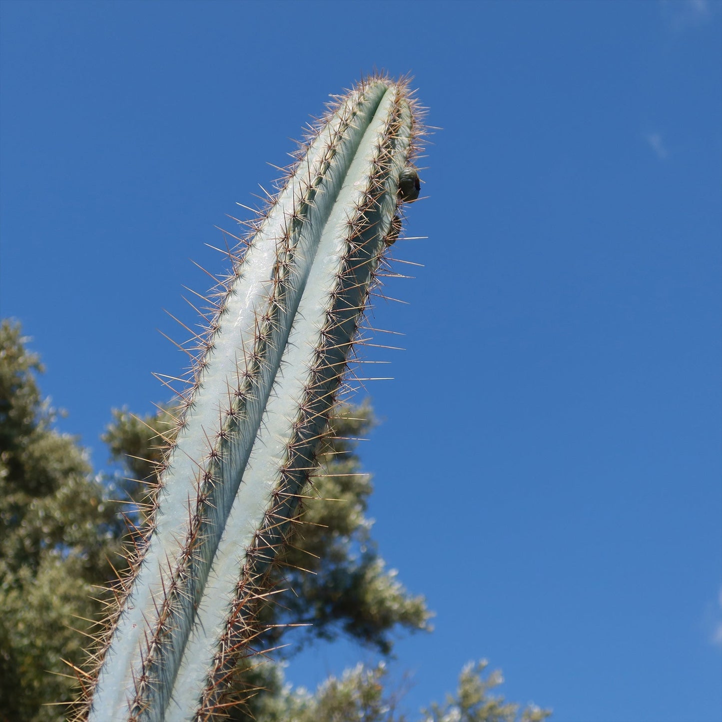 Brazilian Blue Cactus - Blue Columnar Cactus 'Pilosocereus azureus'