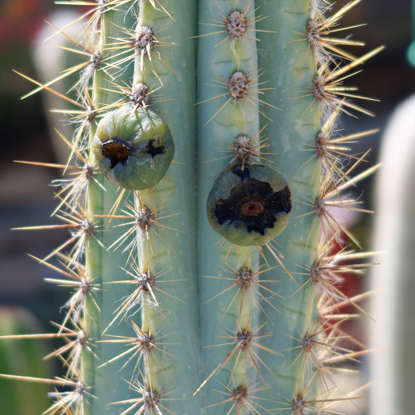 Brazilian Blue Cactus - Blue Columnar Cactus 'Pilosocereus azureus'