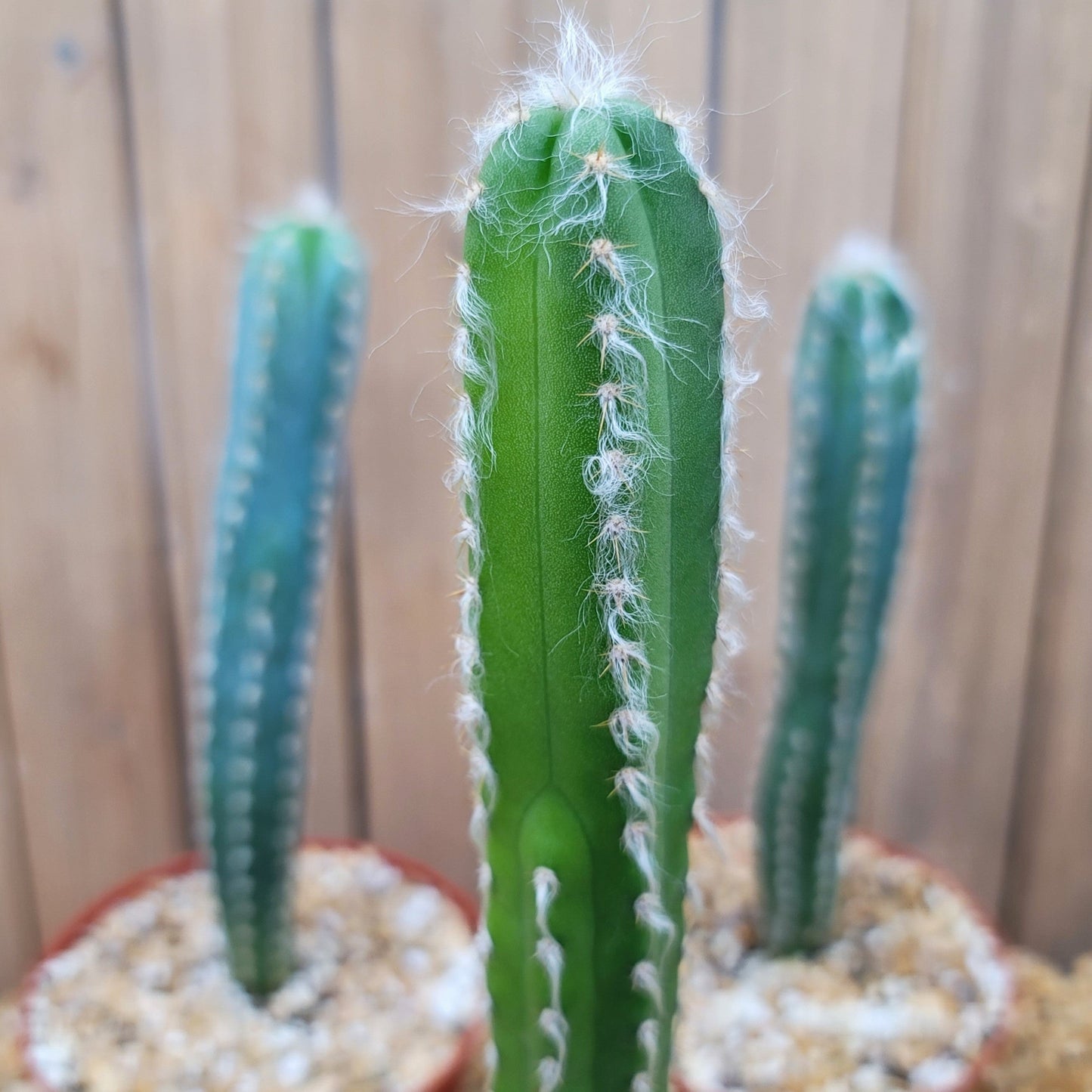 Pilosocereus cephalocereus palmeri Large