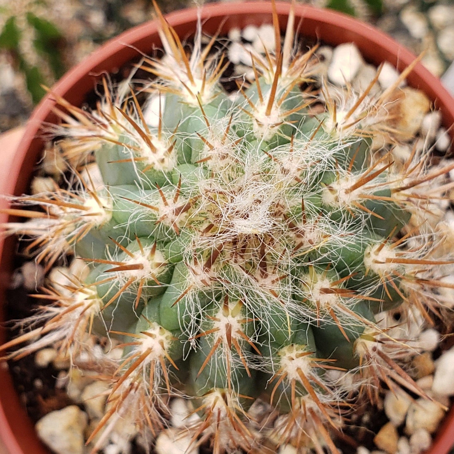 Pilosocereus gounellei