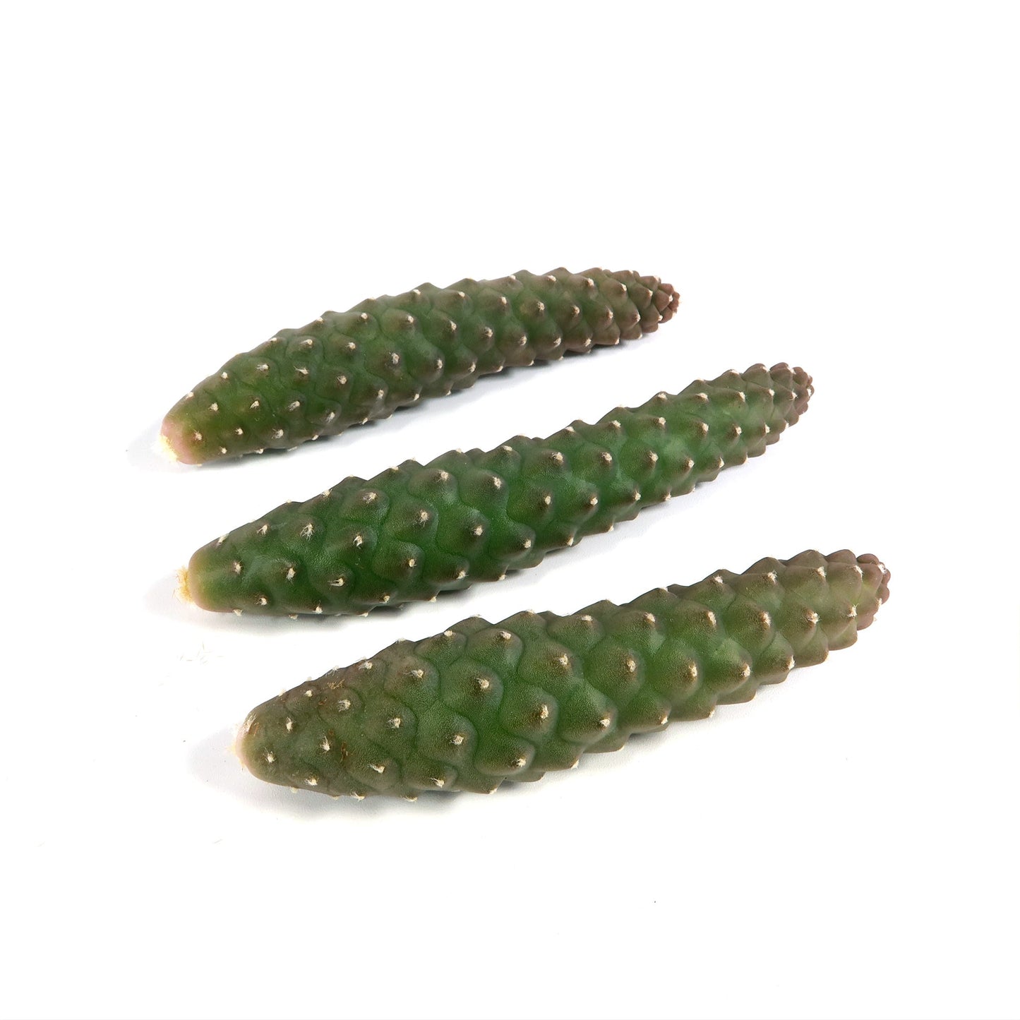 Pinecone Cactus Cuttings