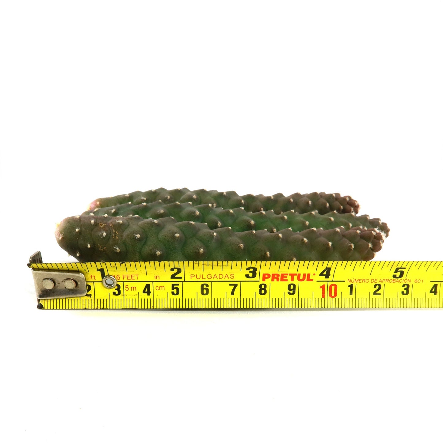 Pinecone Cactus Cuttings
